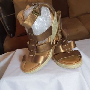 Fossil Wedge bronze